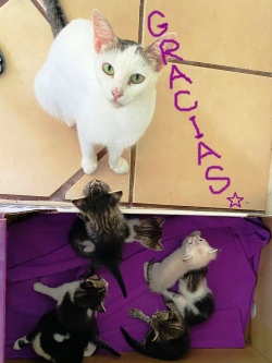 A mom cat and her kittens