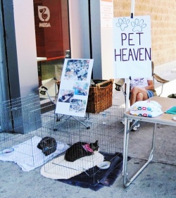 Cats waiting to be adopted