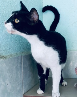A black and white kitty