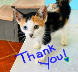 Calico kitten at the shelter
