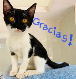 A cute white and black kitty with a black head