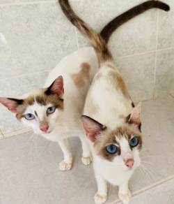 two siamese cats looking at the camera