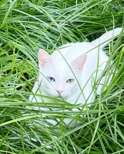 Coco, a white cat with a blue eye and a green eye, in the grass.