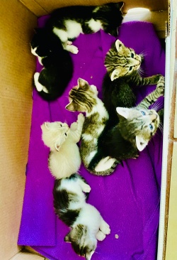 A box of kittens at PuRR Project