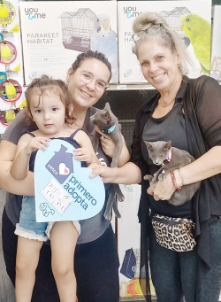 two grey colored kittens with their newly adopted family