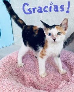 a calico kitten with a scraped up nose