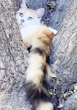 A calico kitty in a tree