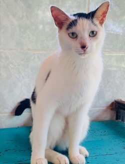White cat with black markings posing on a blue table
