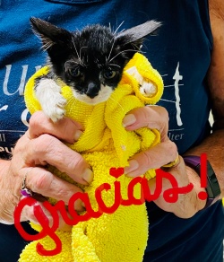 black and white kitten wrapped in a yellow towel
