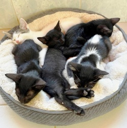 small kittens sleeping in a bed