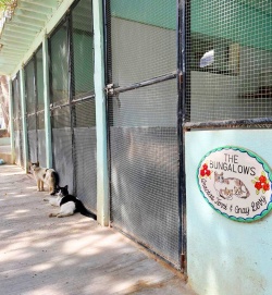 Doors to the bungalows with kitties sleeping in front of them