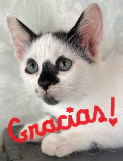 Cute black and white kitten