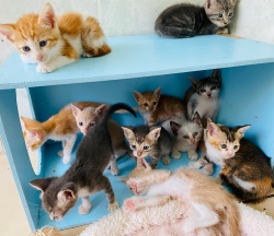 Lots of kittens in different colors on a blue wall