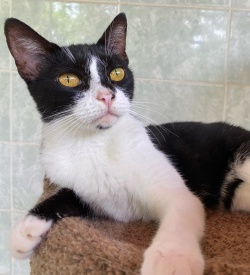 Black and white cat