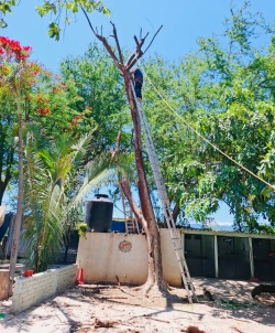 Large tree being taken down at the shelter