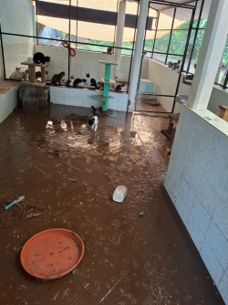 Flooded room at the shelter with kittens in the background