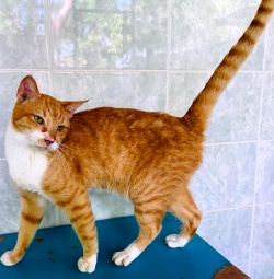 Large orange cat